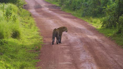 a beautiful cheetah walks along the road of the african savannah against the background of green bushes on a safari