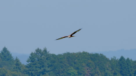 Rotmilan-Adler-Im-Flug-über-Grünem-Wald-Bei-Blauem-Himmel-Und-Sonnenlicht---Majestätisches-Raubtier,-Das-In-Der-Luft-Fliegt---Zeitlupe-Kamerafahrt