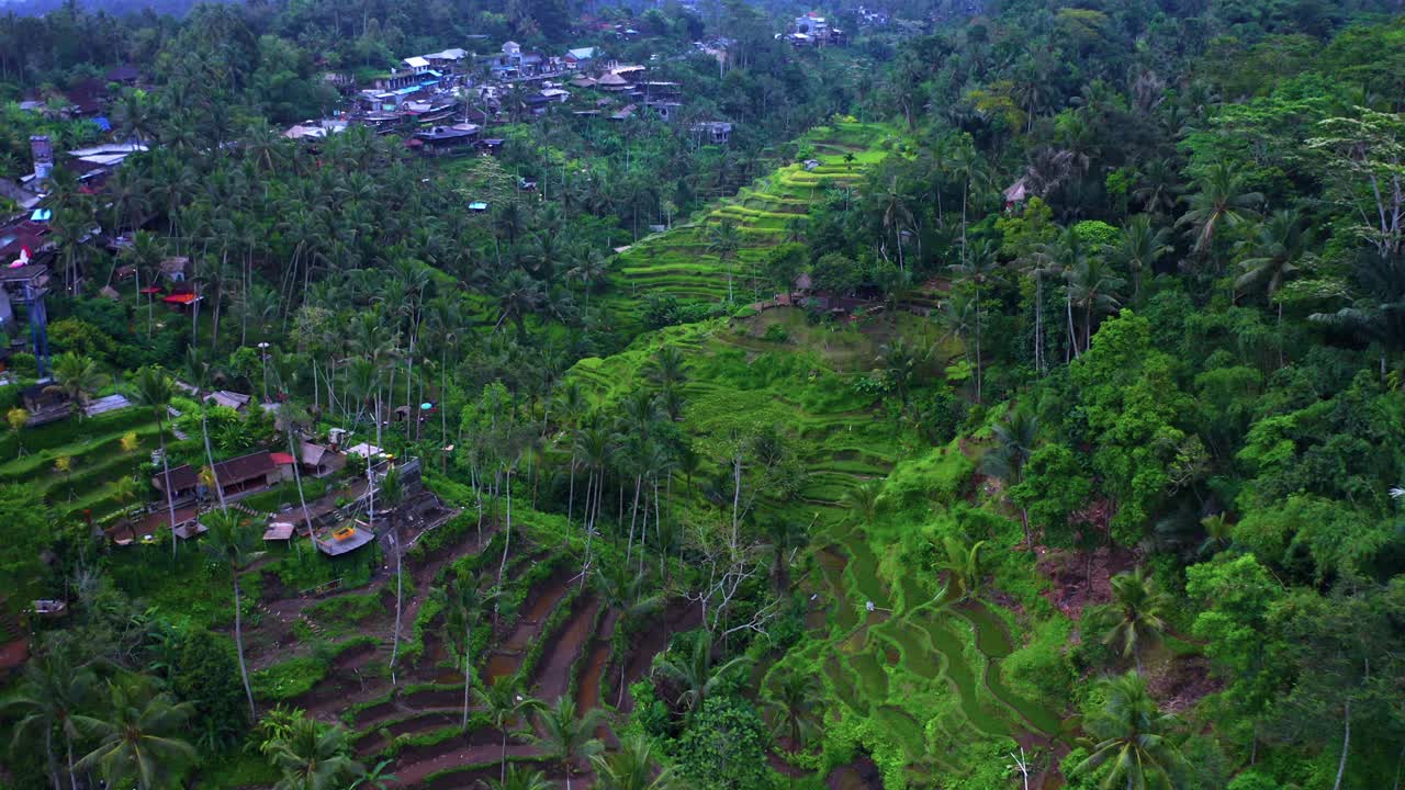 Paesaggio di terrazze di riso e palme nel villaggio di Tegalalang, vicino a Ubud, Bali, Indonesia.