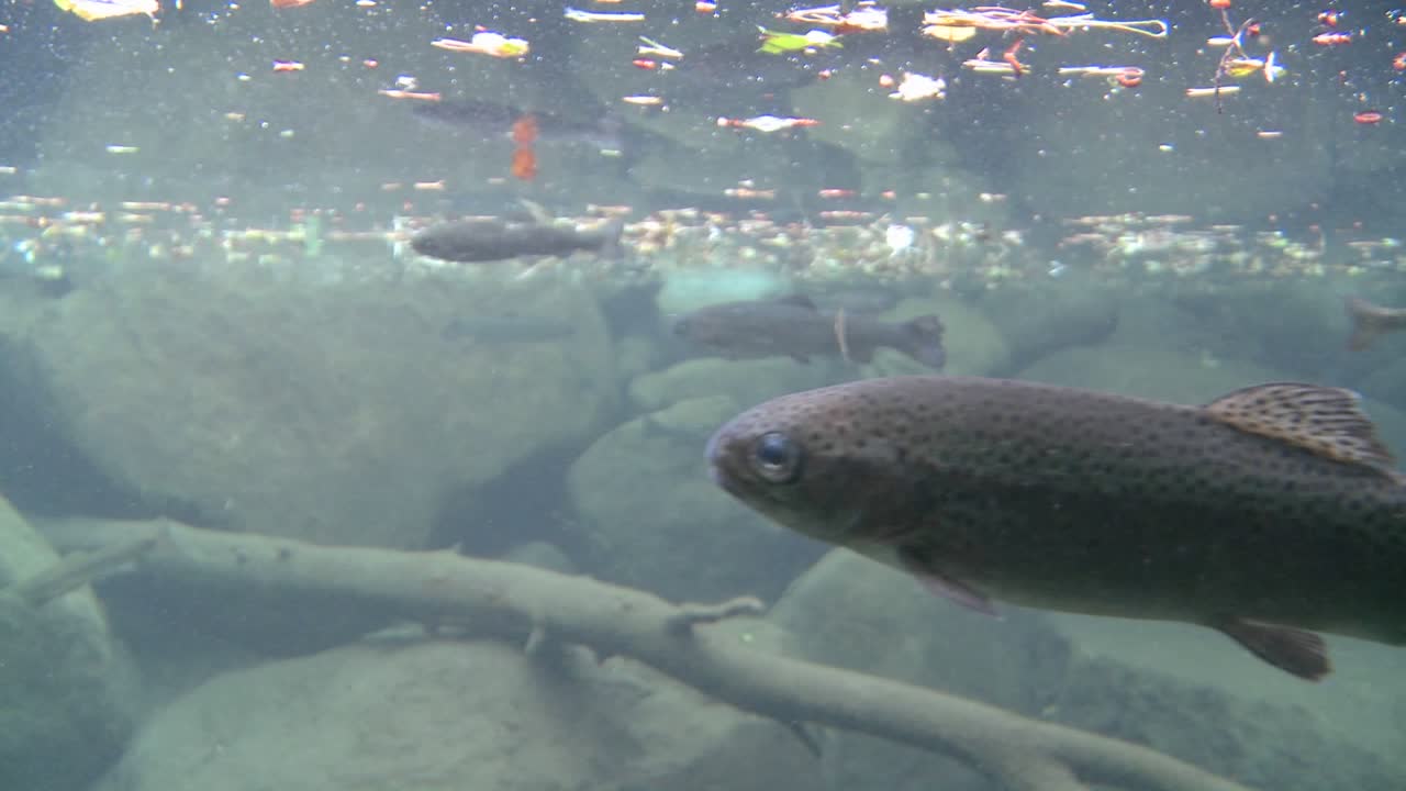 연못에서 헤엄치는 무지개 송어