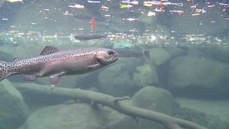 Regenbogenforelle,-Die-Unter-Wasser-In-Einem-Teich-Schwimmt