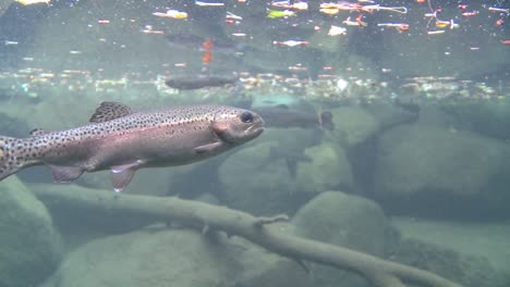 trucha arco iris nadando bajo el agua en un estanque