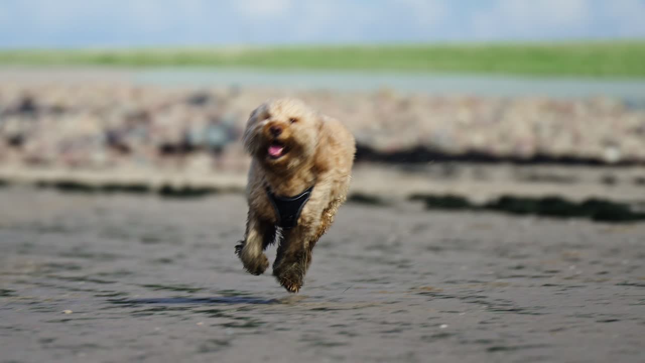 Goldendoodle felice che gioca nel fango.