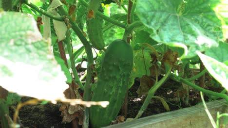 fresh grown cucumber with a cucumber plant gently blown by a breeze