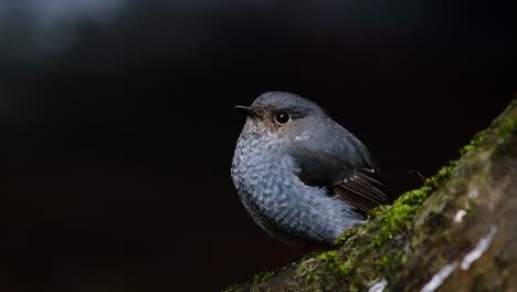 Dieser-Weibliche-Rotschwänzchen-Ist-Nicht-So-Farbenfroh-Wie-Das-Männchen,-Aber-Sicher-So-Flauschig-Wie-Ein-Knäuel-Eines-Niedlichen-Vogels