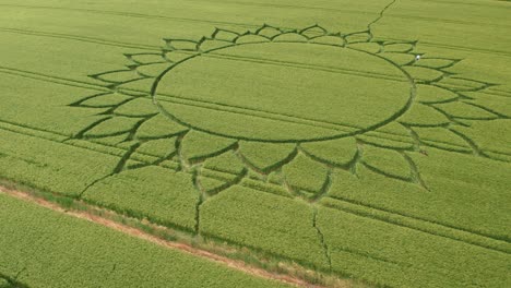 círculo de cultivos diseñado por girasol en un campo de granja en potterne , reino unido