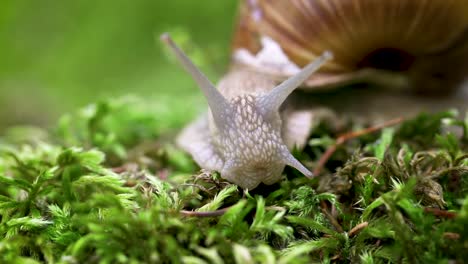 Helix-pomatia-also-Roman-snail,-Burgundy-snail