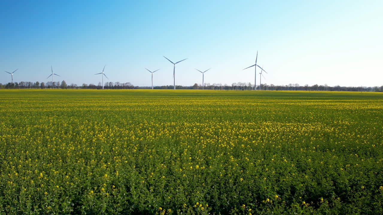 활기찬 노란색 라프시드 카놀라  ⁇ , 바람 터빈이 하늘을 향해 돌고, 공기