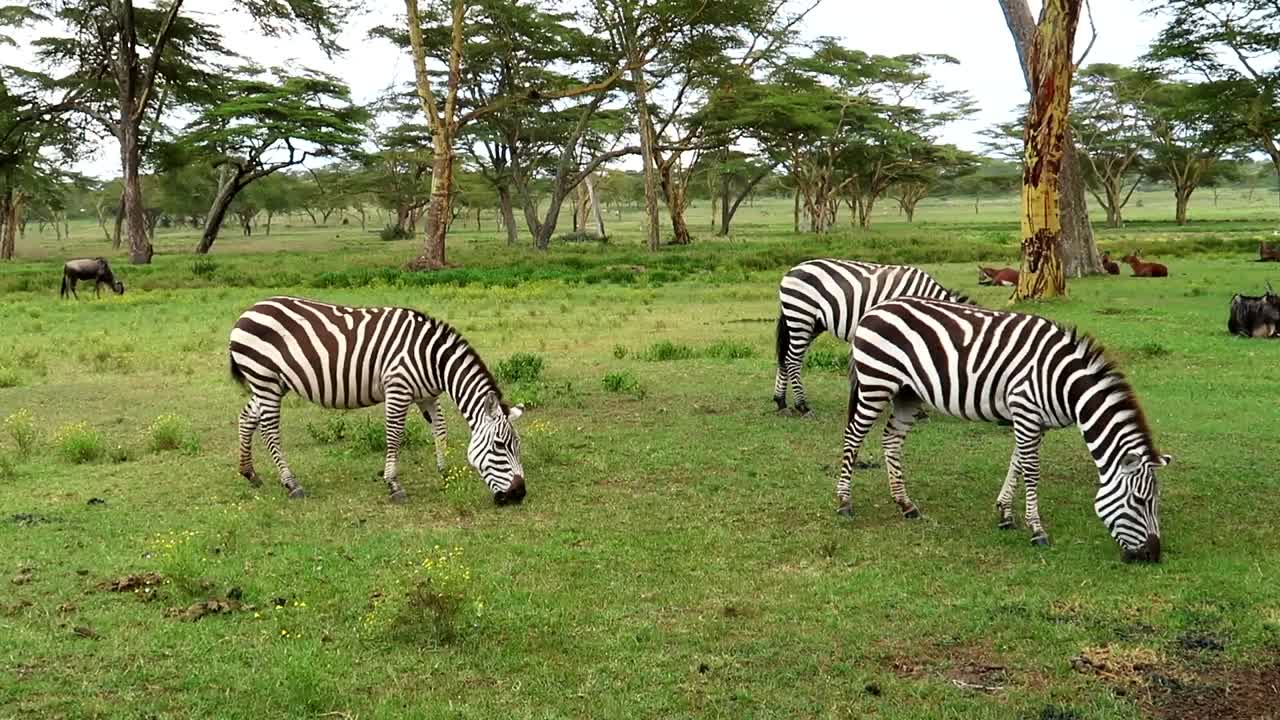 Group of three zebras eating grass and wildebeest behind in grassland plain of Africa
