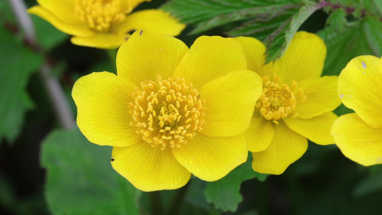 Primo piano di fiori di Calta palustre, Caltha palustris. Primavera. Galles. Regno Unito