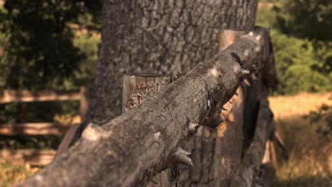 árbol roto profundidad de tiro de campo