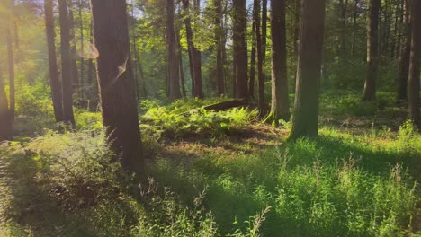 Smooth-drone-video-footage-of-a-magical,-lush,-green-forest-with-beautiful-golden-light-during-summer