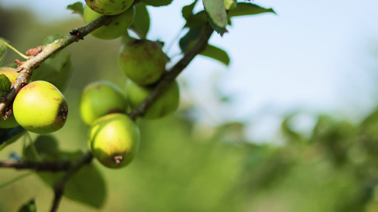 primer plano de manzanas verdes en una rama