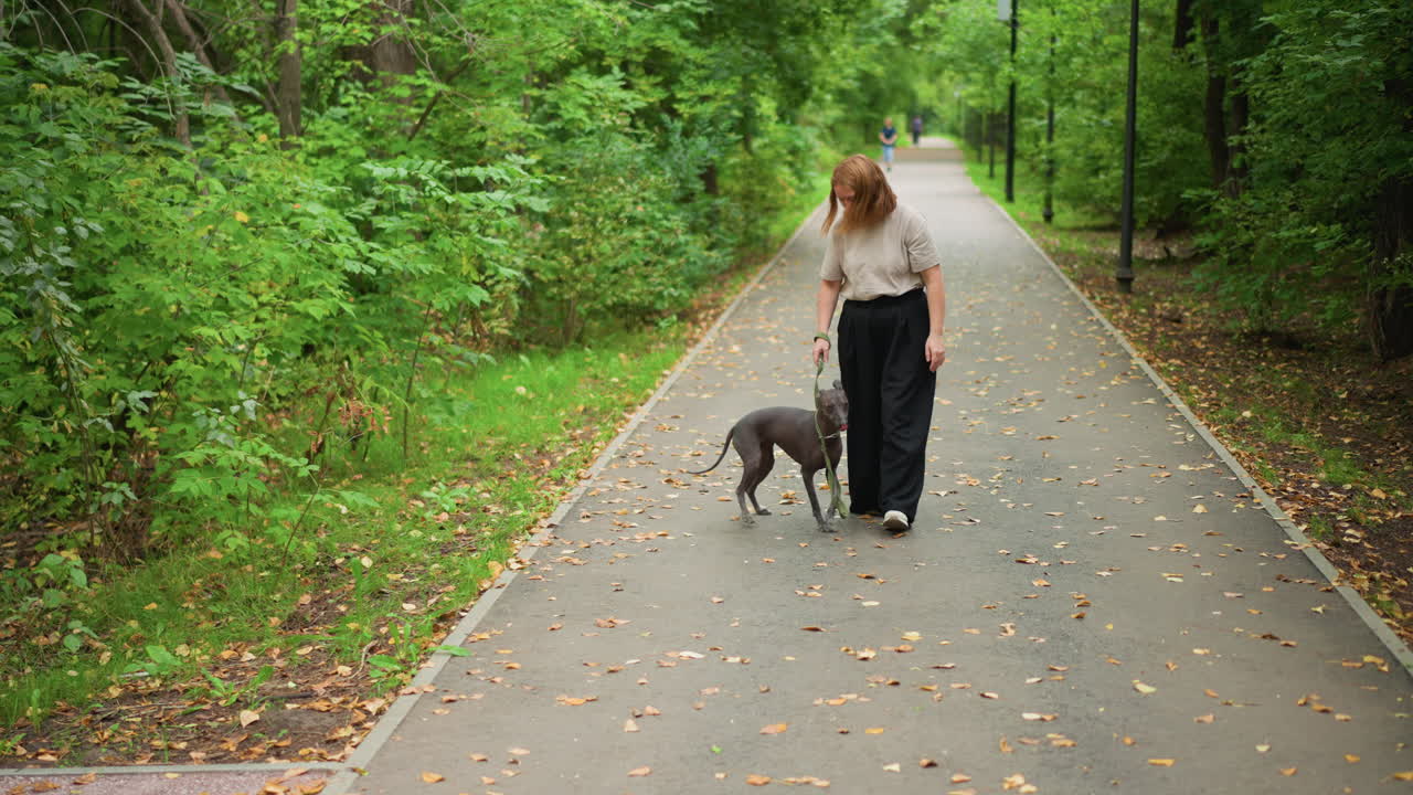 Leisurely Woman With Pet Amid Trees, Casually Dressed Woman Accompanying Her Dog Through Greenery, Relaxed Woman In Casual Clothing Walking Her Friendly Dog Past Sunlit Trees And Soft Shadows
