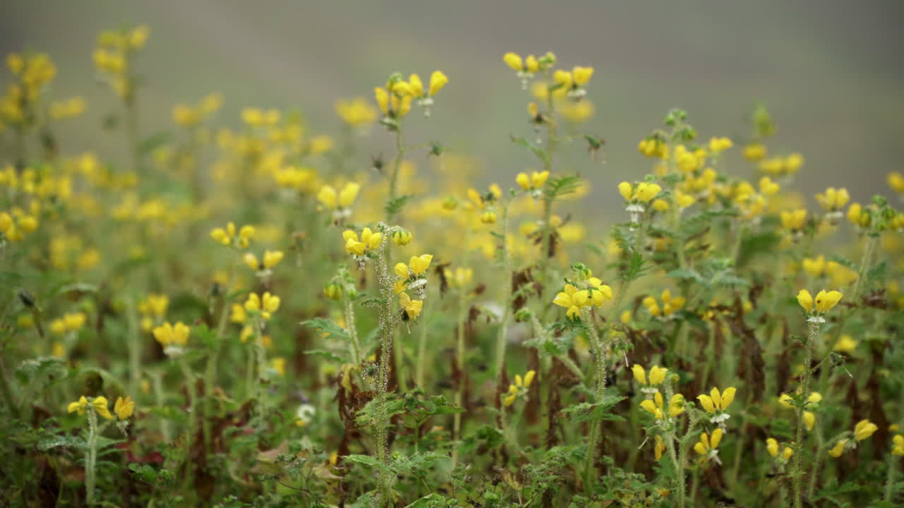 Closeup shot of some yellow flowers in Lomas de Manzano, Pachacamac, Lima, Peru