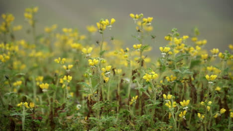 primer plano de algunas flores amarillas en lomas de manzano, pachacamac, lima, perú