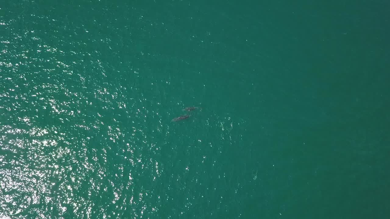 청록색 물에서 놀고 침입하는 돌고래 가족 무리, 위에서 아래로