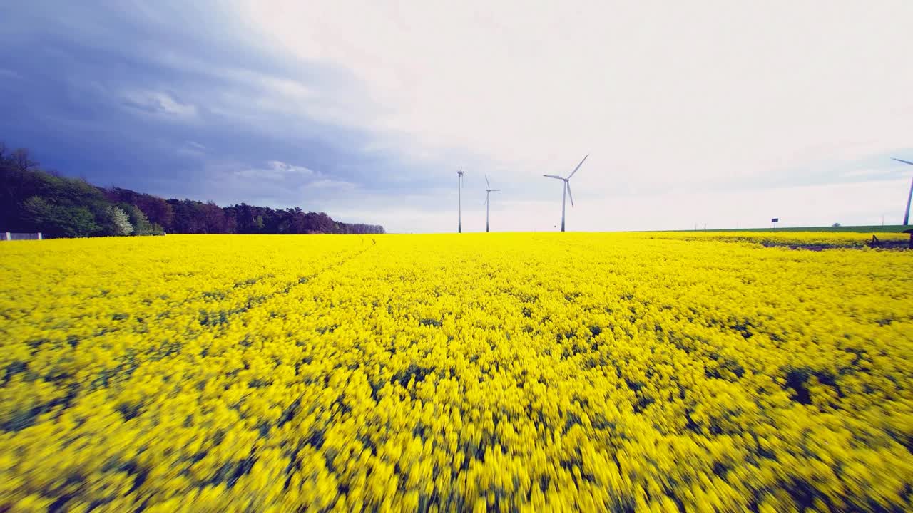 풍력 발전소는 꽃이 피는 라프시드로 둘러싸여 있습니다.