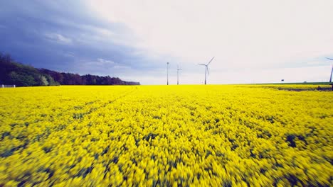 wind farm surrounded by blooming rapeseed.