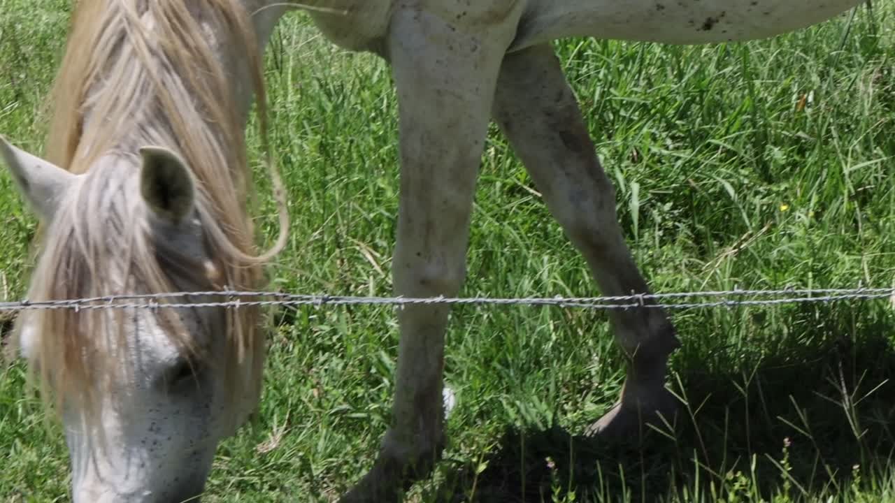 A white horse with a flowing mane grazes on lush green grass behind a wire fence.