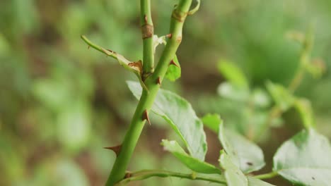 Video-of-fresh,-green-rose-leaves-and-stems-in-garden