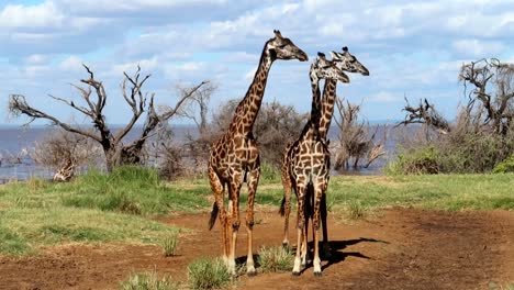 Tres-Hermosas-Jirafas-De-Pie-Y-Tomando-El-Sol-En-El-Lago-Manyara-En-La-Región-Norte-De-Arusha,-Tanzania
