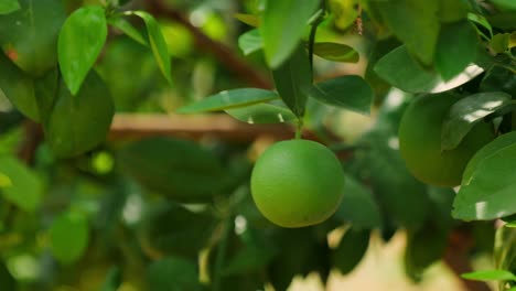 sweet lemon fruit hanging from a tree branch and swinging due to wind,day time, close up shot, slight pan shot, 4k.