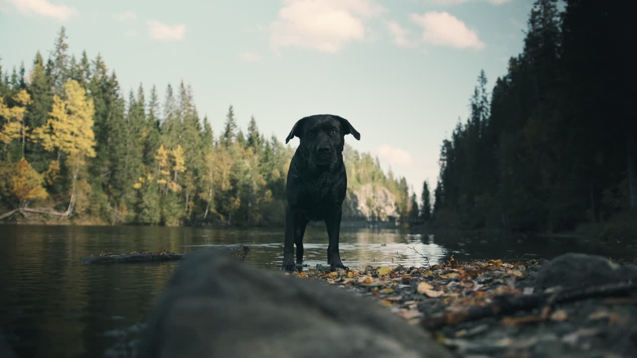 primer plano de perro labrador negro de pie cerca del río