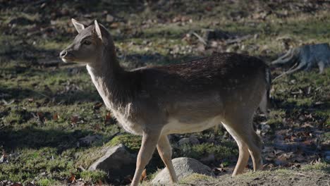 Junges-Damhirsch,-Das-An-Einem-Sonnigen-Tag-Im-Safaripark-Steht---Parc-Omega,-Quebec---Voller-Schuss,-Zeitlupe