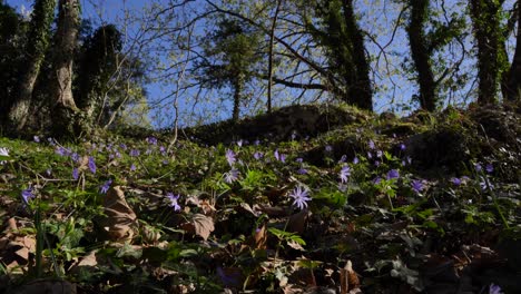 Las-Flores-Violetas-Se-Mecen-Con-La-Ligera-Brisa-Primaveral-En-El-Bosque-Renacido-En-Invierno