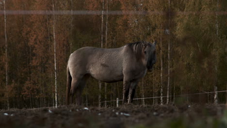 caballos al aire libre al atardecer