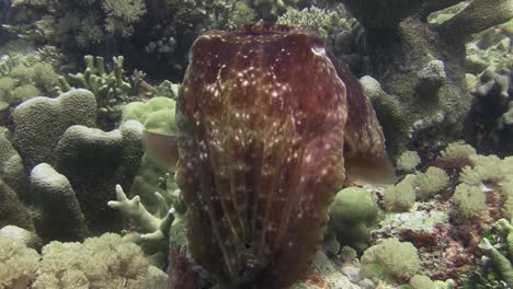 front view of broadclub cuttlefish hovering over coral reef, color reddish to brown