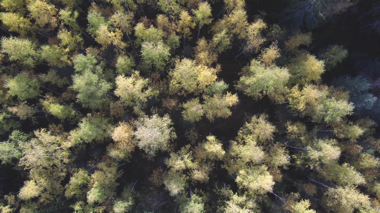 Drone zooming out of forest shot