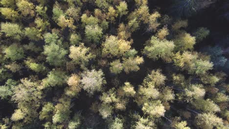 drone zooming out of forest shot