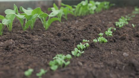 young vegetable plants growing in raised garden bed