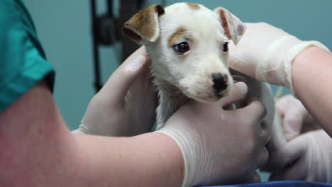 Primer-Plano-De-Un-Veterinario-Examinando-Un-Lindo-Cachorro-1