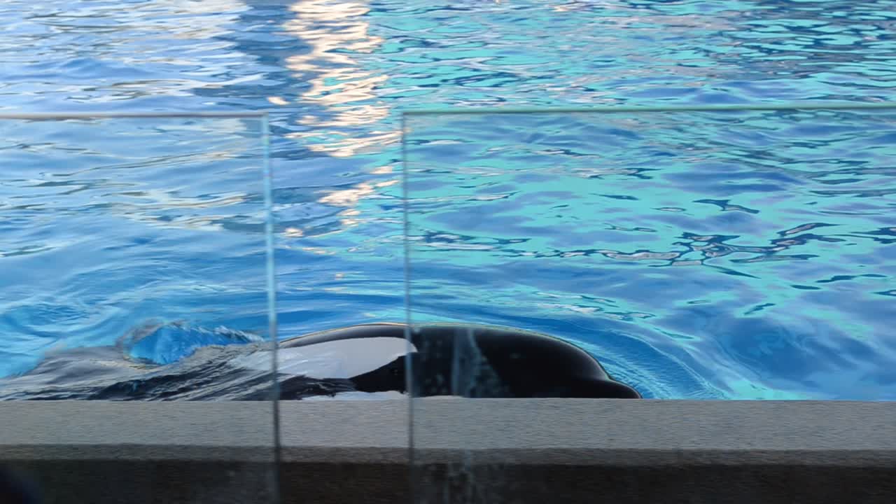 Voeren van een walvis in het bassin, na de show. Orlando, VS. SeaWorld is een zeepark met onder andere zoogdierenparken, oceanaria, parken met zeedieren en attractieparken. Commerson's dolfijn (Cephalorhynchus commersonii)