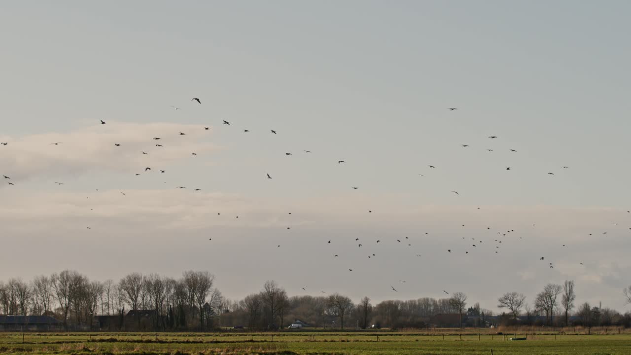 Birds soaring in the sky over a serene nature reserve in Zeeland, Netherlands, super slow motion