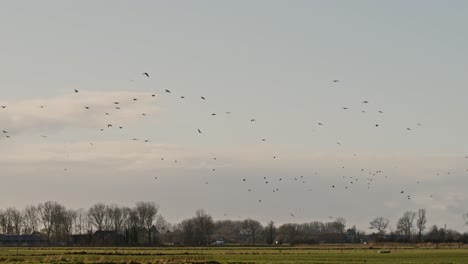 birds soaring in the sky over a serene nature reserve in zeeland, netherlands, super slow motion