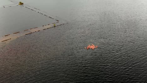 Helix-Mavic-Air-Drone-Tiro-De-Flamencos-Vadeando-En-Un-Lago-Salado