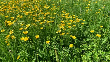 Wind-sway-meadow-buttercups-in-a-grass-field