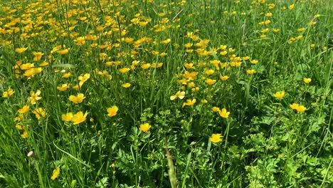 wind sway meadow buttercups in a grass field