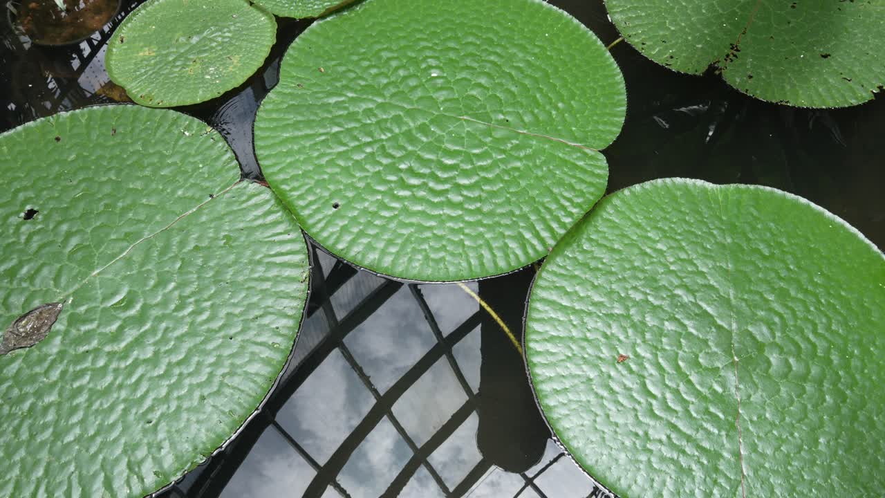 Giglio d'acqua spinoso, ninfea spinosa, pianta acquatica da fiore Nymphaeaceae originaria del Sud-est asiatico