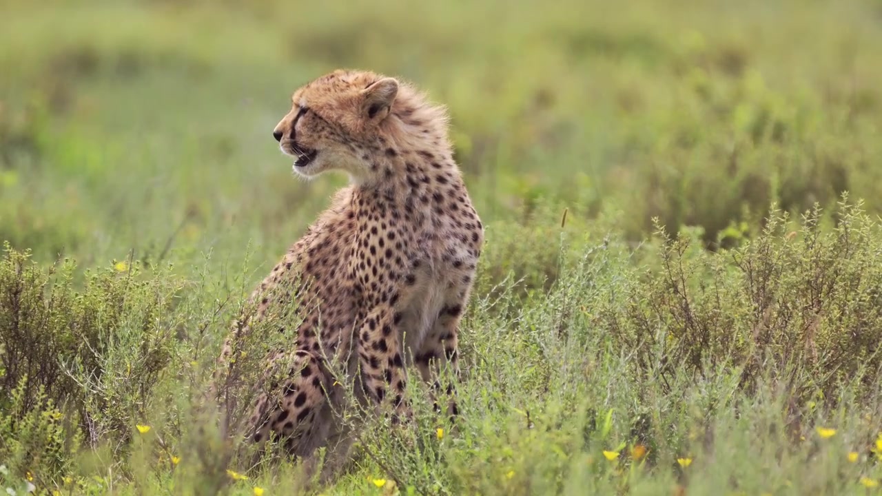 Gepard sitzt in den Graslandschaften des Serengeti-Nationalparks in Tansania, Afrika, aufmerksam und wachsam auf einer afrikanischen Tier-Safari.