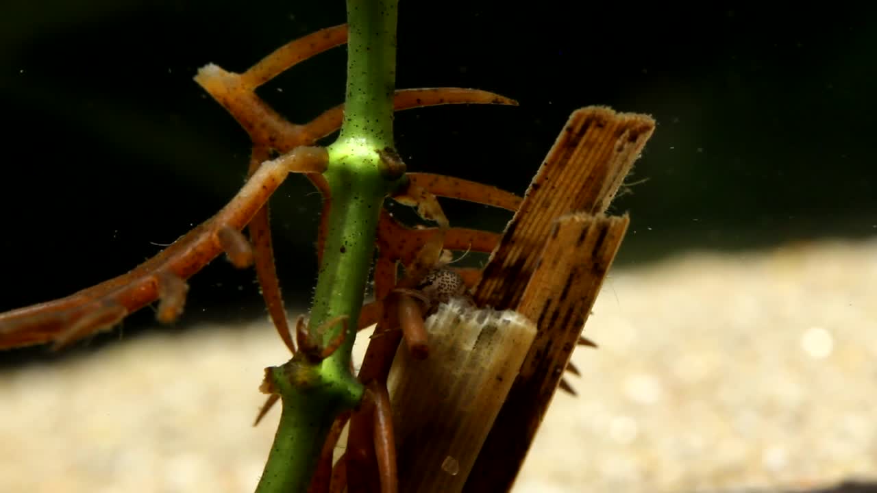 larva de caddisfly comiendo plantas acuáticas muertas