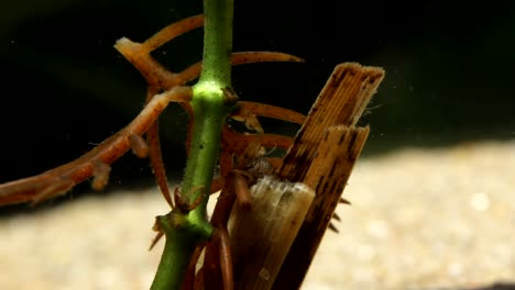 caddisfly larva  eating dead aquatic plants