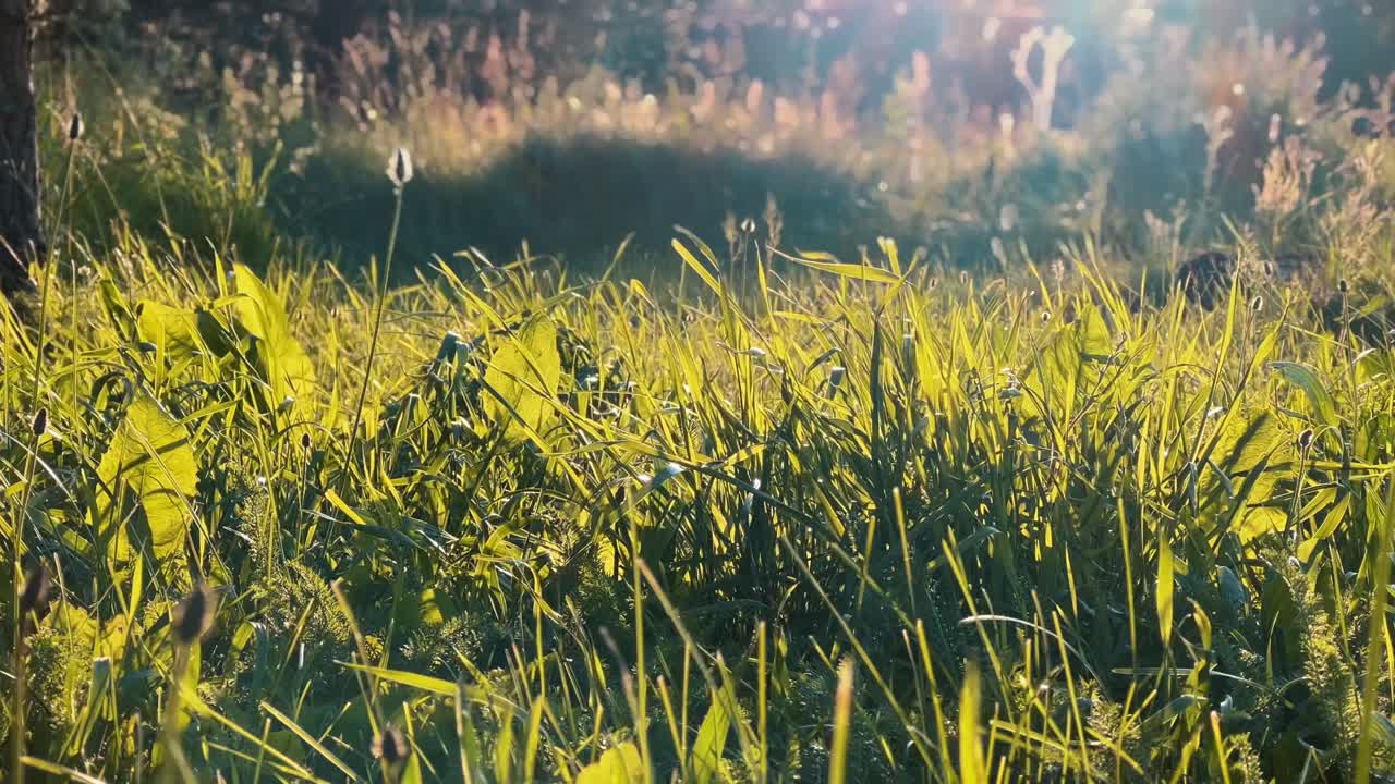 Warm sunlight illuminating blades of grass in a field, creating a serene and vibrant scene that captures nature's beauty during the tranquil moments of sunrise.