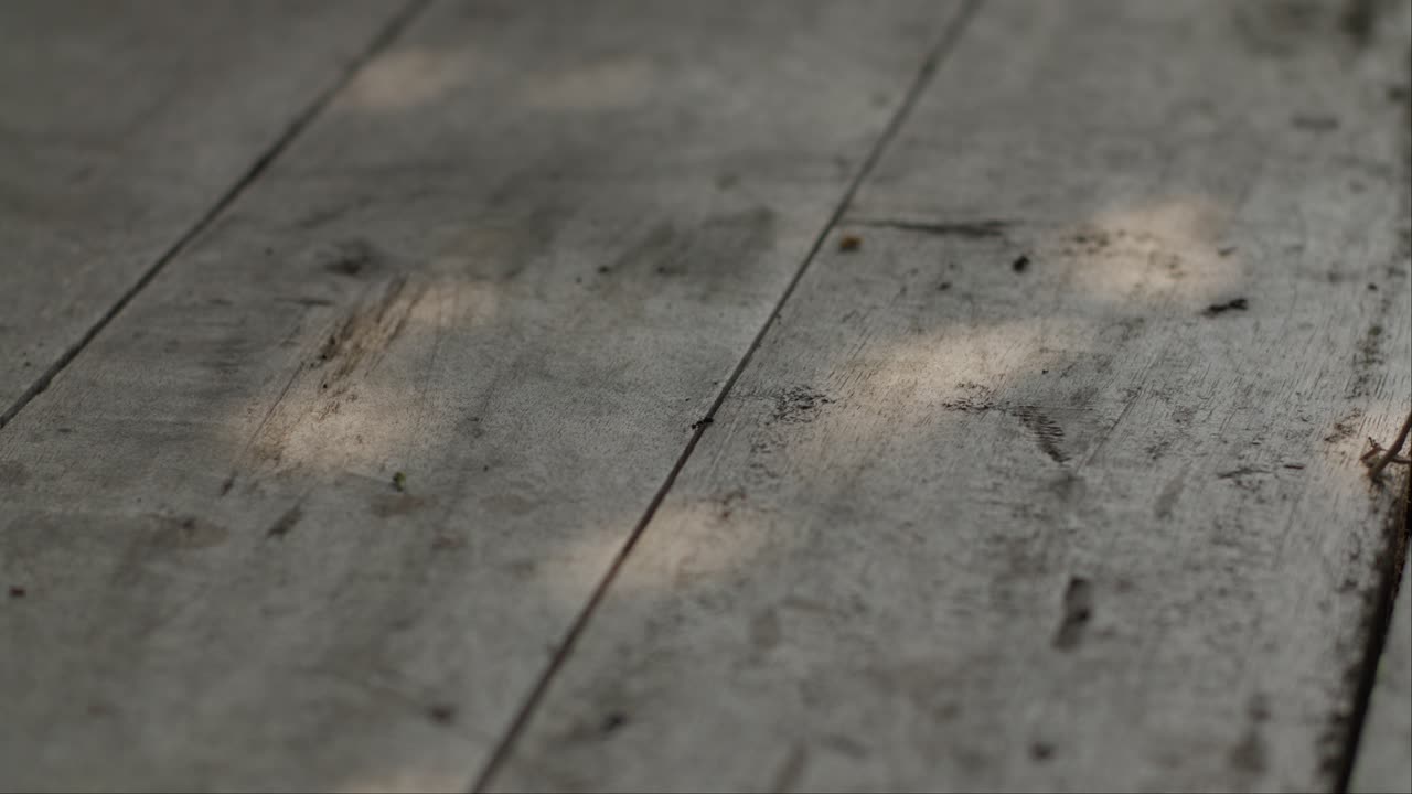 An ant walks across a weathered wooden plank with soft sunlight filtering through trees