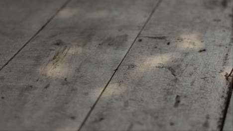 an ant walks across a weathered wooden plank with soft sunlight filtering through trees