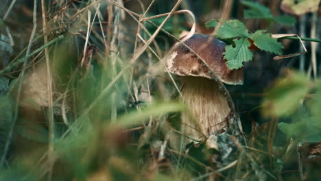 el crecimiento de boletus en la hierba en el campo, la calma en el bosque, el concepto de silencio en los bosques.
